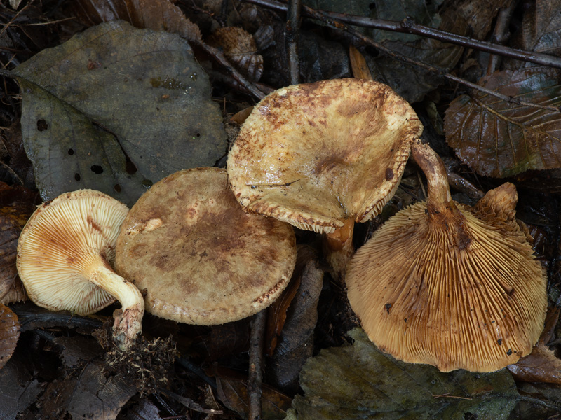 Paxillus olivellus